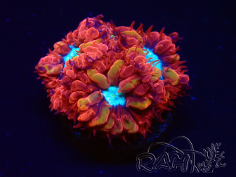 WYSIWYG - RAH Blastomussa merleti Fire and Ice 1