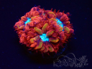 WYSIWYG - RAH Blastomussa merleti Fire and Ice 1