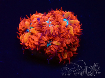 WYSIWYG - RAH Blastomussa merleti Fire and Ice