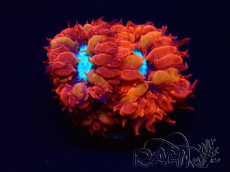 WYSIWYG - RAH Blastomussa merleti Fire and Ice 3
