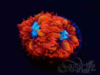 WYSIWYG - RAH Blastomussa merleti Fire and Ice 4