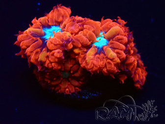 WYSIWYG - RAH Blastomussa merleti Fire and Ice 5