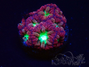 WYSIWYG - RAH Blastomussa merleti Merlot