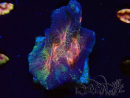 WYSIWYG - RAH Pectinia Black Lotus 1