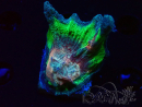 WYSIWYG Pectinia sp