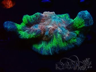 WYSIWYG RAH Pectinia Rainbow 3