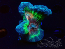 WYSIWYG RAH Pectinia Rainbow 5