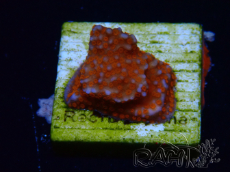 WYSIWYG Montipora Superman