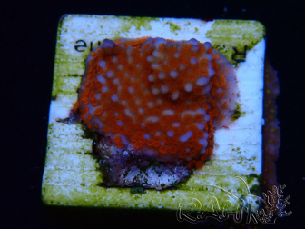 WYSIWYG Montipora Superman 11A2