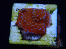 WYSIWYG Montipora Superman