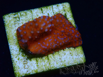 WYSIWYG Montipora Superman