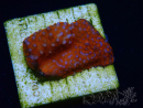 WYSIWYG Montipora Superman 11A3