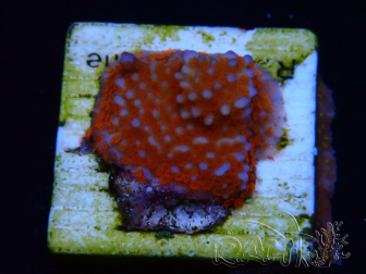 WYSIWYG Montipora Superman 11A4