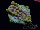 WYSIWYG Montipora Crazy T 11E3