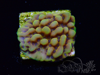 WYSIWYG Montipora Crazy T