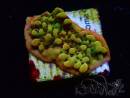 WYSIWYG RAH Montipora Passion Fruit