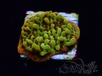 WYSIWYG RAH Montipora Passion Fruit