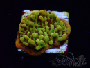 WYSIWYG RAH Montipora Passion Fruit