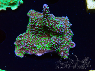 WYSIWYG Montipora hispida Hulk