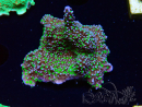 WYSIWYG Montipora hispida Hulk