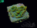 WYSIWYG RAH Montipora Orange Punch 11K6