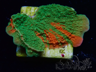 WYSIWYG Montipora plato INJERTADO ULTRA