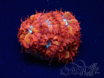 WYSIWYG - RAH Blastomussa merleti Fire and Ice