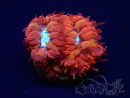 WYSIWYG - RAH Blastomussa merleti Fire and Ice 3