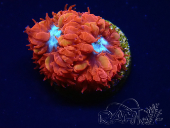 WYSIWYG - RAH Blastomussa merleti Fire and Ice