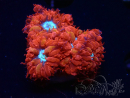 RAH Blastomussa merleti Fire And Ice 