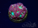 WYSIWYG - RAH Blastomussa merleti Merlot