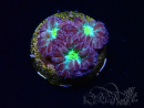 WYSIWYG - RAH Blastomussa merleti Morning Light 5