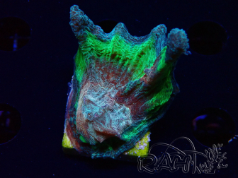 WYSIWYG Pectinia sp
