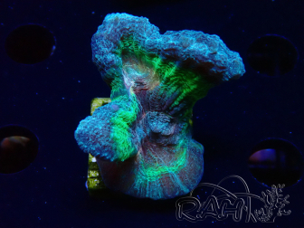 WYSIWYG Pectinia sp 5
