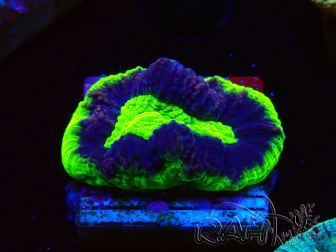 WYSIWYG - RAH Goniastrea UFO 3H7
