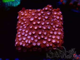 WYSIWYG - RAH Cyphastrea Moon Rocks 3O2