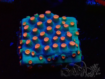 WYSIWYG - Cyphastrea Meteor Shower