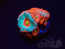 WYSIWYG - RAH Micromussa Dragon's Eye