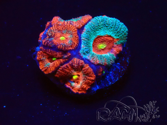 WYSIWYG - RAH Micromussa Dragon's Eye D3