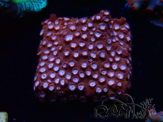 WYSIWYG - RAH Cyphastrea Moon Rocks