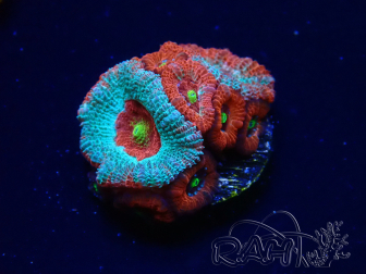 WYSIWYG - RAH Micromussa Dragon's Eye