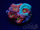 WYSIWYG - RAH Micromussa Dragon's Eye D3