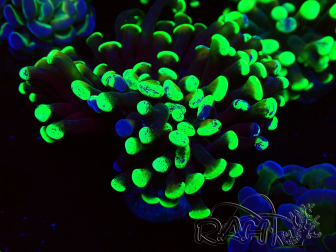 WYSIWYG Euphyllia paraancora (Maricultura aclimatada bajo LED) 4H5