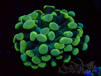 WYSIWYG Euphyllia paraancora (Maricultura acclimatata sotto LED) 4H6