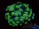 WYSIWYG Euphyllia paraancora (Maricultura aclimatada bajo LED) 4H6