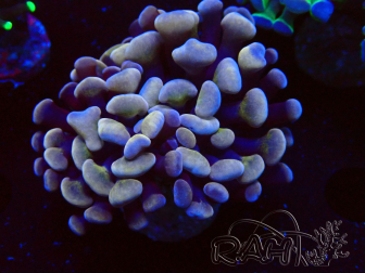 WYSIWYG Euphyllia paraancora (Maricultura aclimatada bajo LED) 4H5