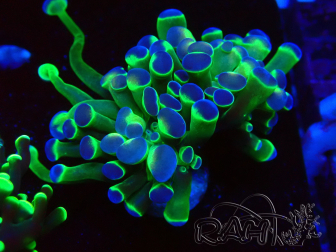 WYSIWYG Euphyllia paraancora (Mariculture acclimaté sous LED) 4H8
