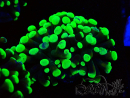 WYSIWYG Euphyllia paraancora (Maricultura aclimatada bajo LED) 4F6