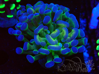 WYSIWYG Euphyllia paraancora (Mariculture acclimaté sous LED) 4H10
