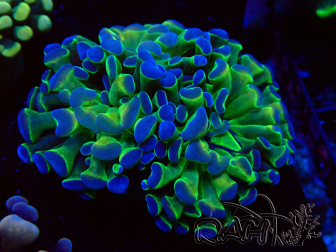 WYSIWYG Euphyllia paraancora (Marikultur akklimatisiert unter LED)